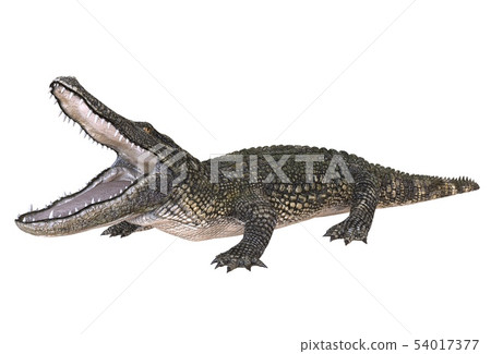 A reference image Alligator isolated on white... - Stock Illustration ...