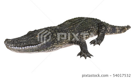 A reference image Alligator isolated on white background 3d illustration 54017532
