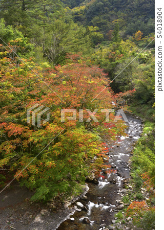 Wuling Farm, Dajia River, Stream, Maple Leaf, Maple Red, Tree, Taichung City, Heping District Wuling Farm, Dajia River, Stream, Maple Leaf, Maple Red, Tree, Taichung City, Heping District 54018904