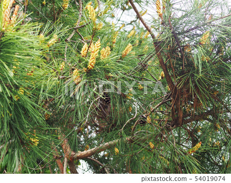 Pine tree 54019074
