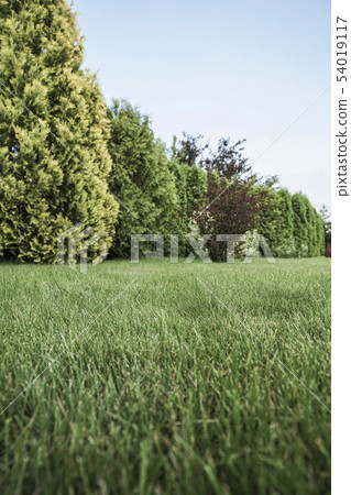 grass ground of a garden surrounded with trees grass ground of a garden surrounded with trees 54019117