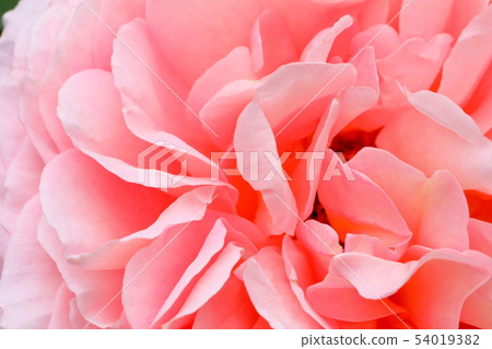 格特魯德傑基爾 格特魯德傑基爾 54019382