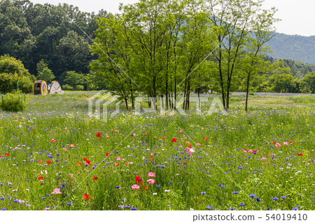Panoramic view of the field of poppy flowers (Jeonju, Korea) 54019410