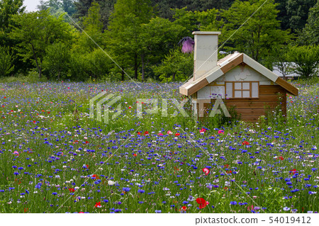 Panoramic view of the field of poppy flowers (Jeonju, Korea) 54019412