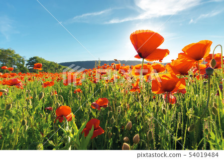 field of red poppy flower shot from below field of red poppy flower shot from below 54019484
