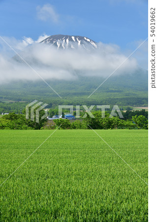 在初夏北海道Kyogokucho拍攝藍色麥田風景 54019662