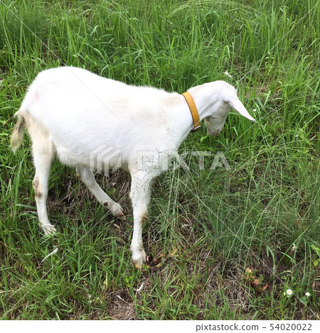 Looked at the goat's gesture Looked at the goat's gesture 54020022