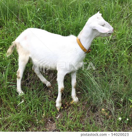 Looked at the goat's gesture Looked at the goat's gesture 54020023