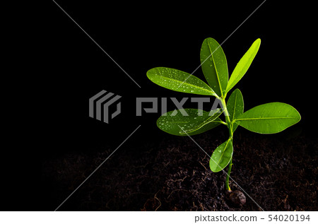 Freshness leaves of Alexandrian laurel young plant Freshness leaves of Alexandrian laurel young plant 54020194