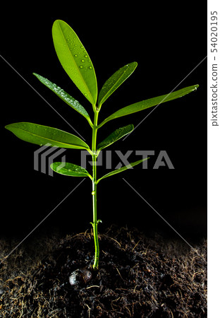 Freshness leaves of Alexandrian laurel young plant 54020195