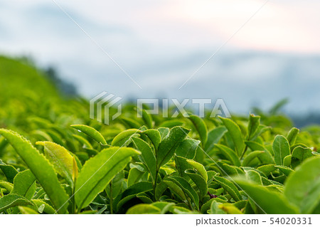 Fresh green tea leaves in the morning dew Fresh green tea leaves in the morning dew 54020331