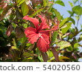 Hibiscus 54020560