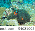 Clown anemonefish 54021002