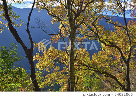 Colors of autumn maple leaves Colors of autumn maple leaves 54021066