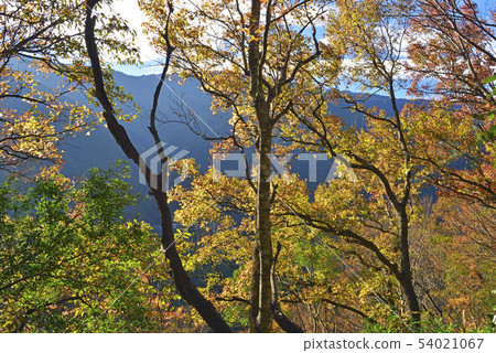 Colors of autumn maple leaves 54021067