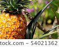 pineapple  54021362