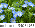 Nemophila 54021363