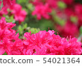 Azalea 54021364