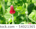 Strawberry candle 54021365