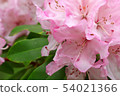 Rhododendron 54021366