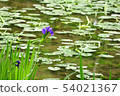Water lily pond and oyster grass 54021367