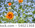 Benidium and forget-me-not 54021368