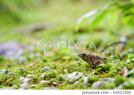 Wolf and Tsuchigaeru 54021400