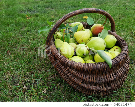 harvest of pears in the basket harvest of pears in the basket 54021474