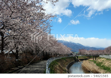 Kofu City, Yamanashi Prefecture, row of cherry blossom trees along the Oguri River Kofu City, Yamanashi Prefecture, row of cherry blossom trees along the Oguri River 54021565