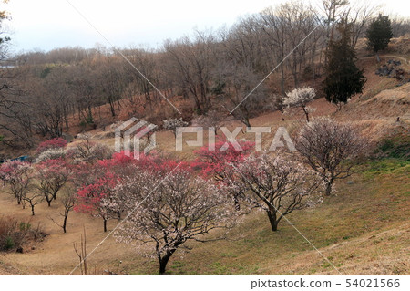 Kairin City, Yamanashi Prefecture, Umebayashi Shikishima General Park Kairin City, Yamanashi Prefecture, Umebayashi Shikishima General Park 54021566