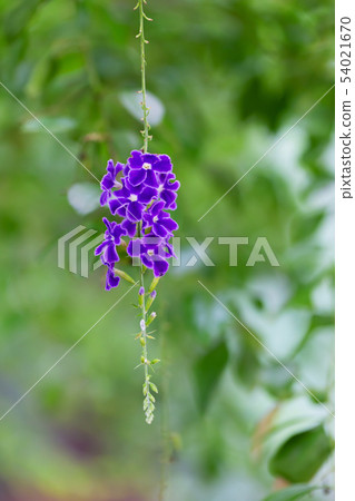 Golden dewdrop, pigeon berry, or skyflower Golden dewdrop, pigeon berry, or skyflower 54021670