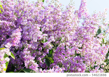 Lagerstroemia loudonii flower or Lagerstroemia 54021698