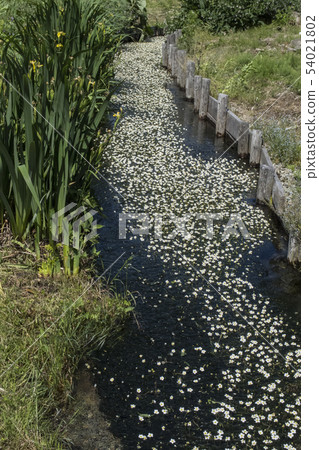 Goldfish grass Goldfish grass 54021802