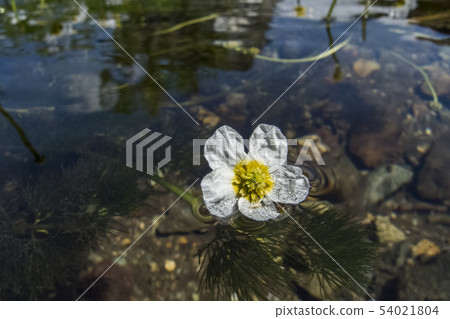 Baika Alga Baika Alga 54021804