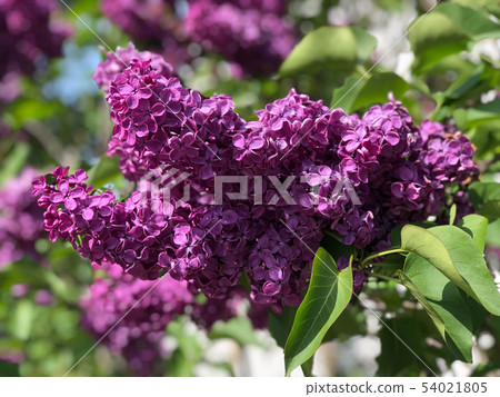 Blooming lilac flowers on the tree Blooming lilac flowers on the tree 54021805
