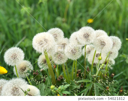 Green meadow in summer with dandelions 54021812