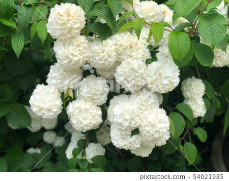 Snowball flowers with green leaves 54021985
