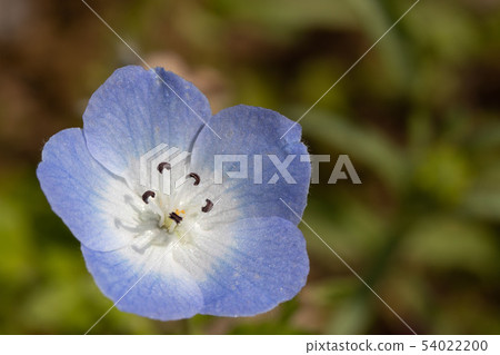 blue flower	 54022200