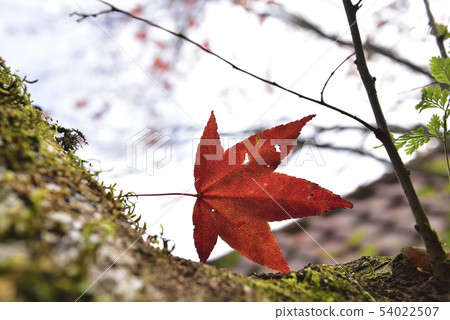 Maple leaves in autumn Maple leaves in autumn 54022507