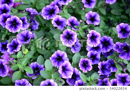Beautiful violet petunia flowers in Floral Detail Beautiful violet petunia flowers in Floral Detail 54022654