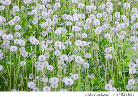 White fluffy dandelions flower in green field, 54022655