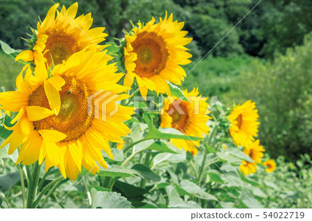sunflowers in the field 54022719