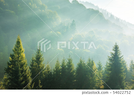 spruce treetops on a hazy morning 54022752