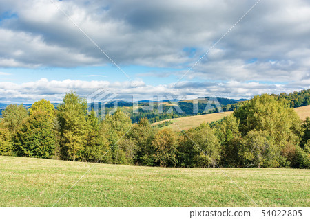 forest on the edge of a meadow in mountains forest on the edge of a meadow in mountains 54022805