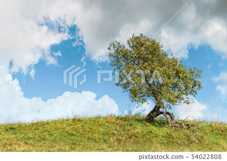 deciduous tree on the grassy hill 54022808