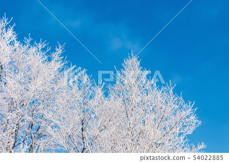 winter scenery with tree in hoarfrost winter scenery with tree in hoarfrost 54022885