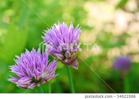 Chive flowers in the garden Chive flowers in the garden 54022886