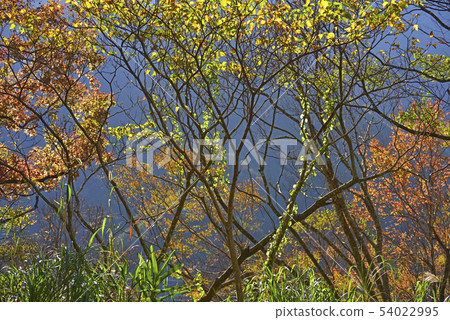 秋天的樹和葉子 秋天的樹和葉子 54022995