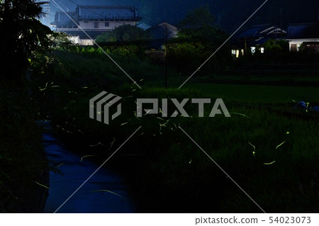 Ranbu of fireflies Shiga district, Katsuragi-cho, Ito-gun, Wakayama Ranbu of fireflies Shiga district, Katsuragi-cho, Ito-gun, Wakayama 54023073