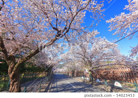 [Saitama Prefecture] Nagamine cherry tunnel 54023453